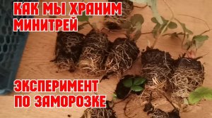 Свой мини Трей! Результат эксперимента по хранению!