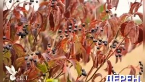 Морозоустойчивые кустарники.