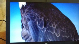 Видео обзор HP 250 G4 W4N93ES  15.6” (1366x768) Intel Core i3-5005U (2.0 ГГц) RAM 4 ГБ SSD 128