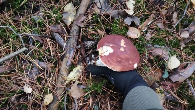 Сбор грибов в конце октября 2022 смотреть онлайн