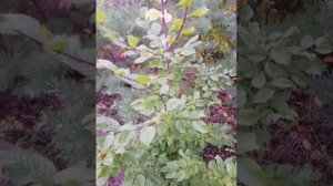 Граб обыкновенный из семян