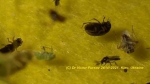 Что за Насекомые Летят на Свет Лампы? Под Видео-Микроскопом: Жуки, Клопы, Мухи, Цикадки.