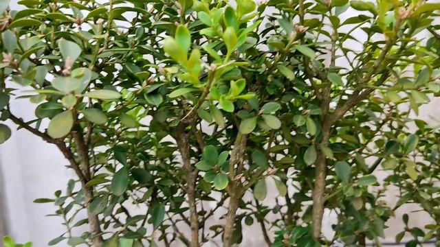 Kingsville Boxwood Forest Bonsai, 2 years later. смотреть онлайн