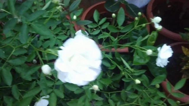 How to grow and take care of White Roses. смотреть онлайн