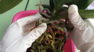 Ногохвостки в субстрате с орхидеей.. Способы борьбы (часть 2)