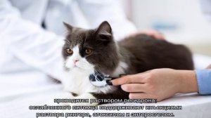 Кота рвет белой пеной и слюной: что делать