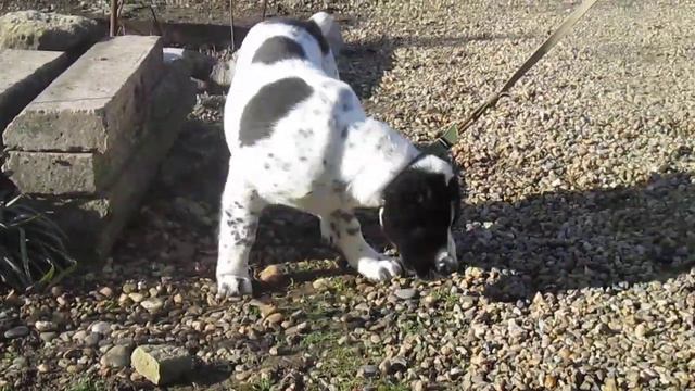 ПРодаетсЯ щенок САО (АЛАБАЙ) смотреть онлайн