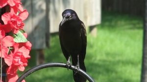 A Crazy Grackle Squawk