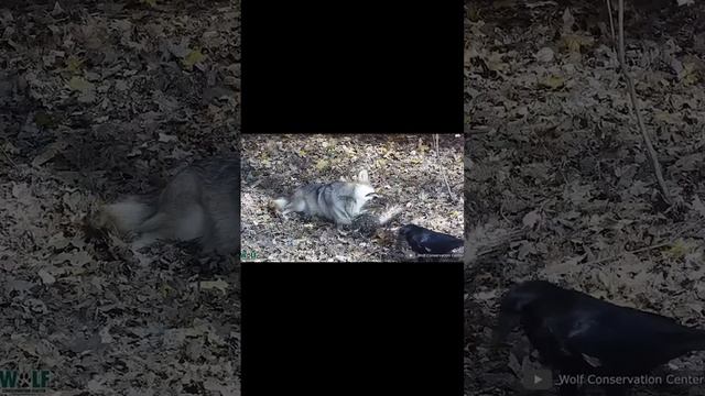 Интересные Факты Про ВОРОН  ЧАСТЬ 2 shorts