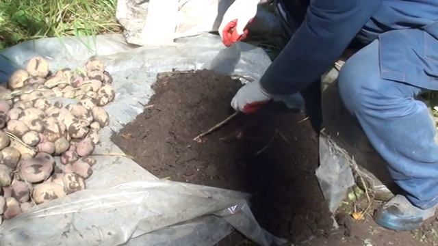 Картофеь в мешках урожай смотреть онлайн