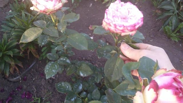 Роза премиум класса Эволюшен, Нидерланды новинка смотреть онлайн