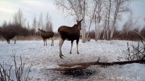 Лоси на солонце. Жизнь лосей у солонца.