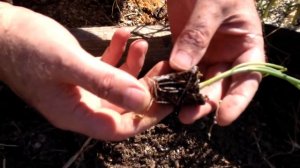 ? #4 Выращиваю лук Эксибишен из семян от и до. | Высаживаю рассаду.