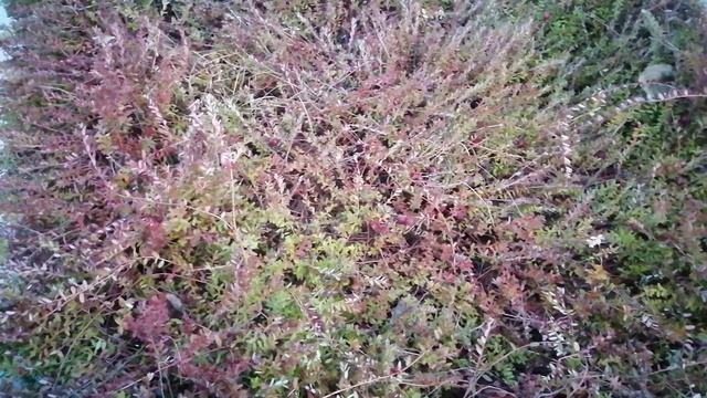 Саженцы клюквы, отличная зимовка! смотреть онлайн