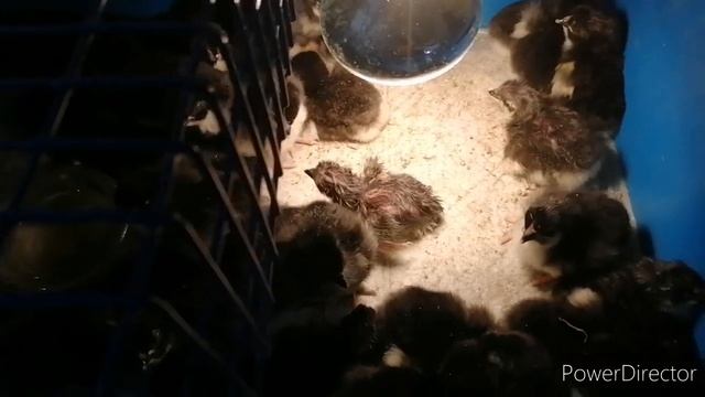 Коврик из цыплят. Гибель птицы, что делать? смотреть онлайн