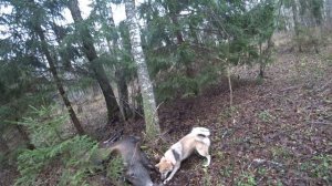 Охота #209 загонная, натаска молодой лайки