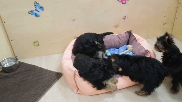 Охотники в деле / щенки йорка / питомник йорков смотреть онлайн