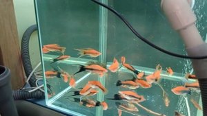 Моя миниразводня Обзор аквариумных рыбок