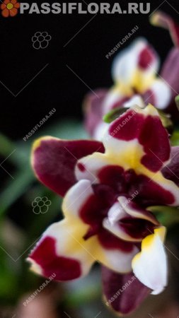 Phal  Yaphon Star Diamond '6602' взрослое цветение.