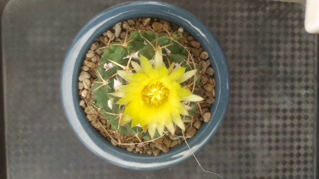 Time Lapse : Coryphantha Sulcolanata  Flower Cactus