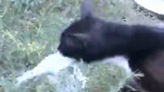 Кошка рыгает.flv смотреть онлайн