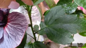 цветение 🌺 Гибискуса Russian Cruiser 🌺 Нереально красивый сорт🔥🔥🔥