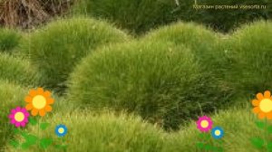 Овсяница гаутера Пик Карлит. Краткий обзор, описание характеристик festuca gautieri Pic Carlit