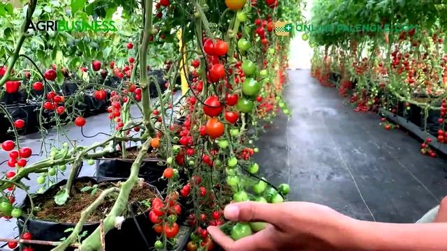 AMAZING Greenhouse CHERRY TOMATO Farming now in the Philippines