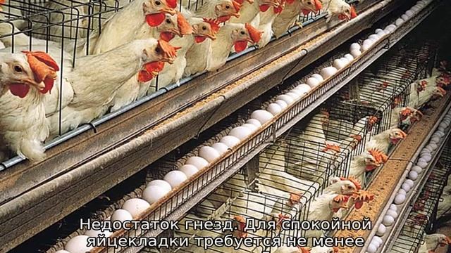 Почему куры клюют свои яйца (что делать)