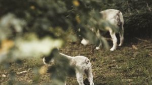 Yard Art | Canon C100