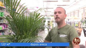 Dypsis  areca (un giorno un fiore 16 giugno 2022)