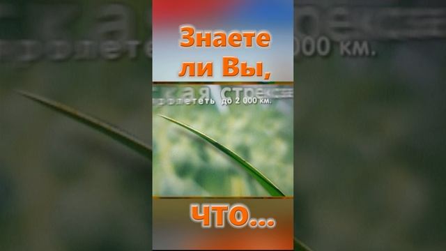 Знаете ли Вы, Что? Стрекоза