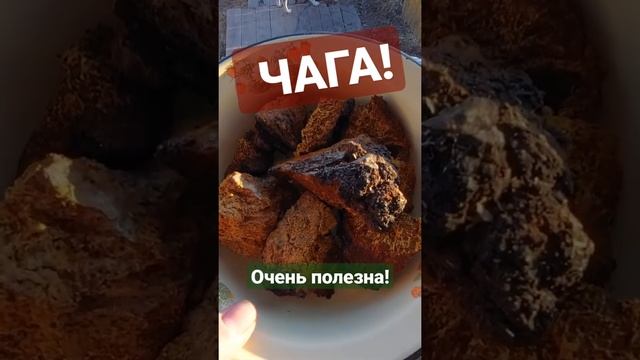 Чага - очень полезная штука!