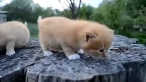 анимал планет милые котята и щенки