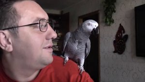 Звезда интернета попугай Григорий жжет!