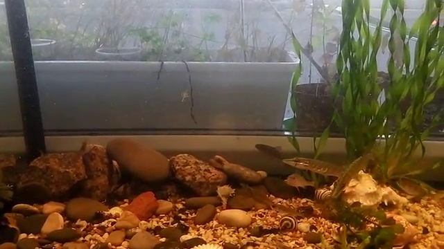 Щука охотится в аквариуме смотреть онлайн