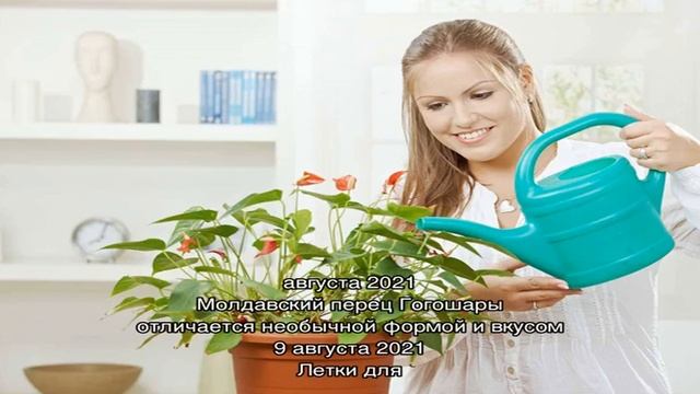 Учимся правильно ухаживать за кипарисом в горшке смотреть онлайн