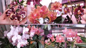 КРАСИВО ЦВЕТУТ!  НОВЫЕ РОСПУСКИ моих орхидей!