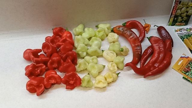 Замечательные сорта острого перца.23.09.2022 смотреть онлайн