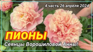 Цветение сеянцев пионов Ворошиловой А.Б. в 2024 году. Часть 4 / Сад Ворошиловой