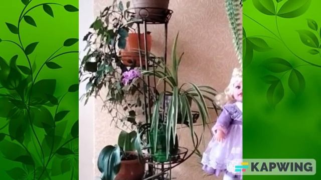 Ознайомлення з природним довкіллям. Кімнатні рослини