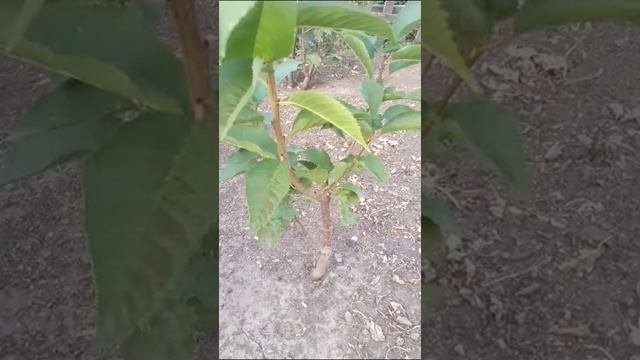 Ученик В.Железова из Казахстана Кириллин И. Ф.  телефон  8-705-419-4548