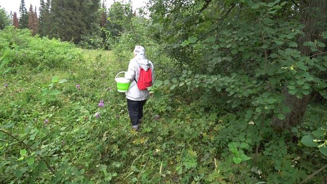 За малиной в лес 22 июля 2024 смотреть онлайн