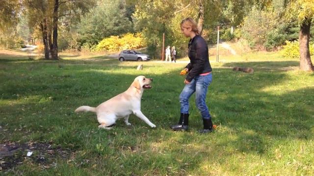 Мой дрессированный лабрадор / my labrador
