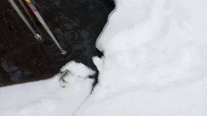 ЧТО ЕДЯТ БОБРЫ ЗИМОЙ? ПЛОТИНА БОБРОВ ЗИМОЙ НА РЕКЕ