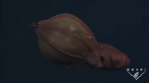 The Vampire Squid - an ancient species faces new dangers in the deep