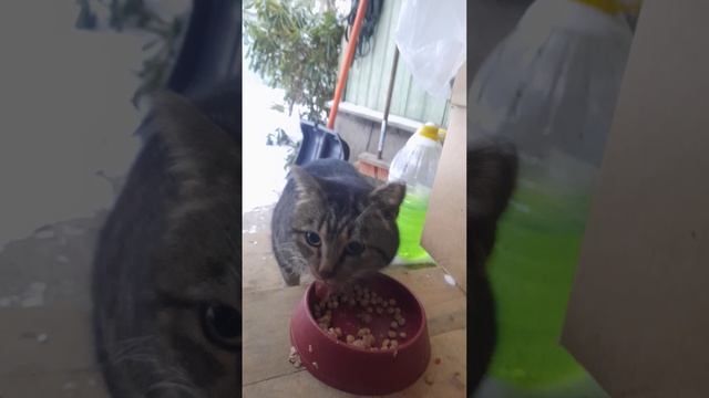 Приблудный кот с характером