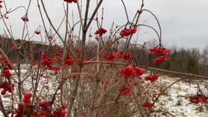 Калина красная, Таежные рубины, Шукшинская, Соузга.