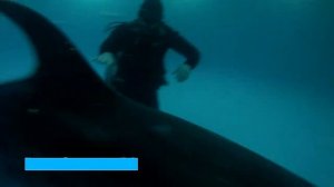 дельфинарий минск