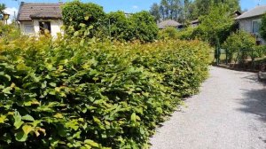 Стрижка и обрезка живой изгороди. Живая изгородь. Дачный участок в Германии. 4K видео с музыкой